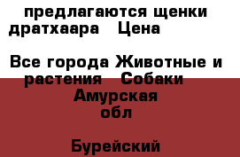 предлагаются щенки дратхаара › Цена ­ 20 000 - Все города Животные и растения » Собаки   . Амурская обл.,Бурейский р-н